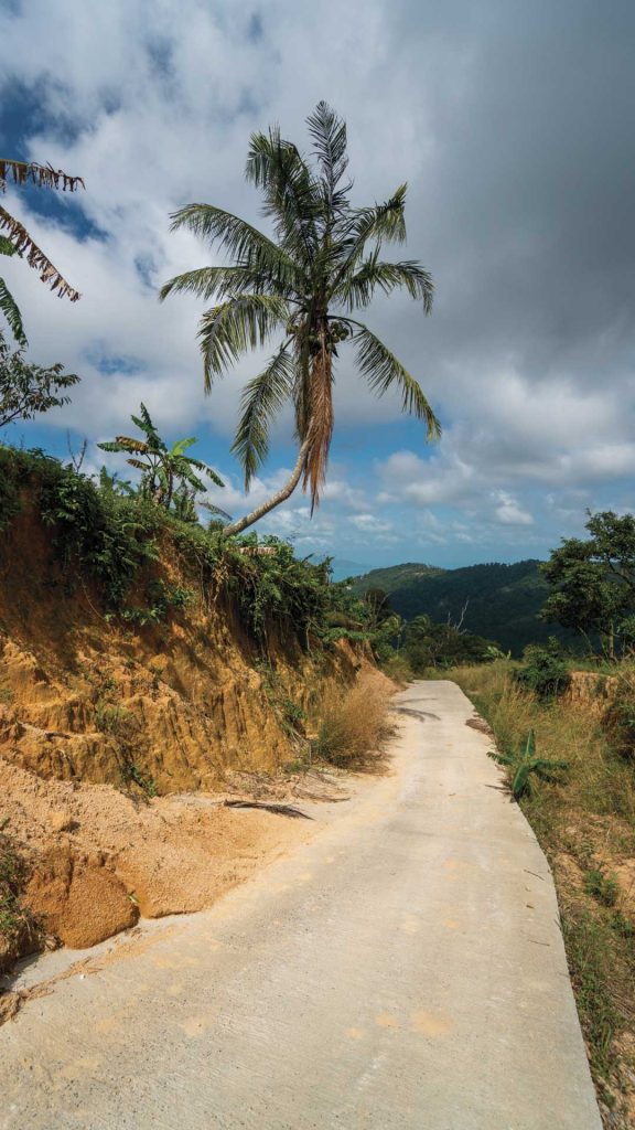 dirt path in jungle vegetation madre de dios peru