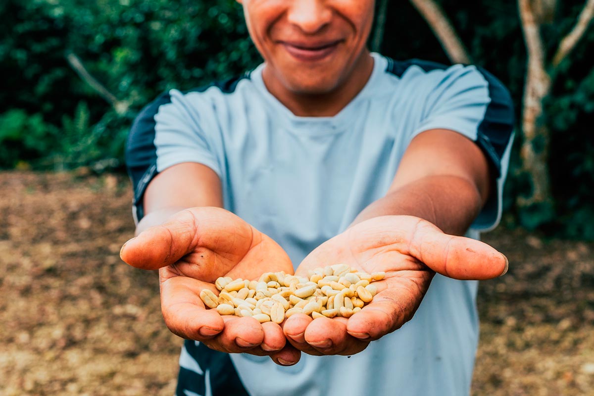 Peruvian farmer showcasing the award-winning green coffee beans from Peru.