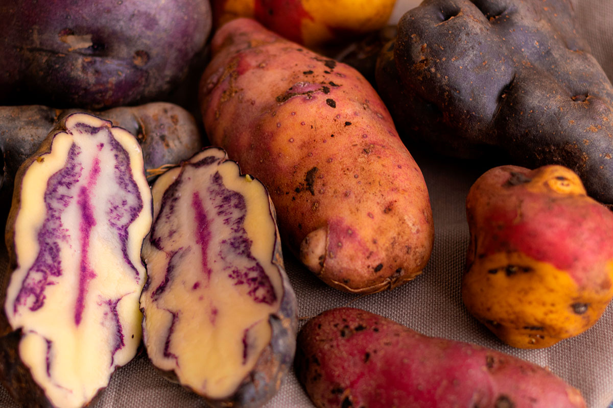 colorful peruvian potatoes
