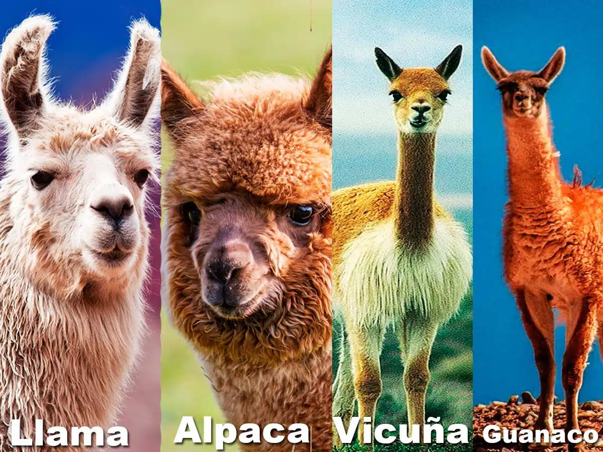 Differences between llama, alpaca, vicuña, and guanaco Andean camelids comparison: llama vs alpaca vs vicuña vs guanaco