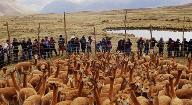 Vicuña chaccu in the Andean puna with observers behind the fence