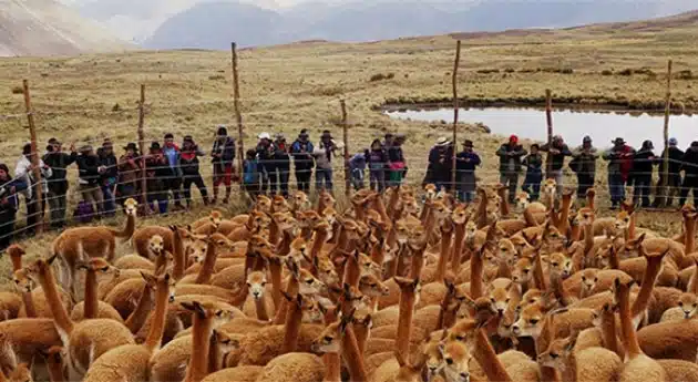 Vicuña chaccu in Peru: community-based sustainable shearing Vicuña chaccu in the Andean puna with observers behind the fence