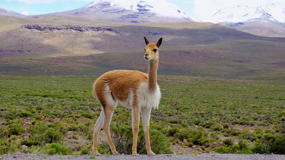 Vicuña in the Peruvian Andes in its natural habitat Vicuña