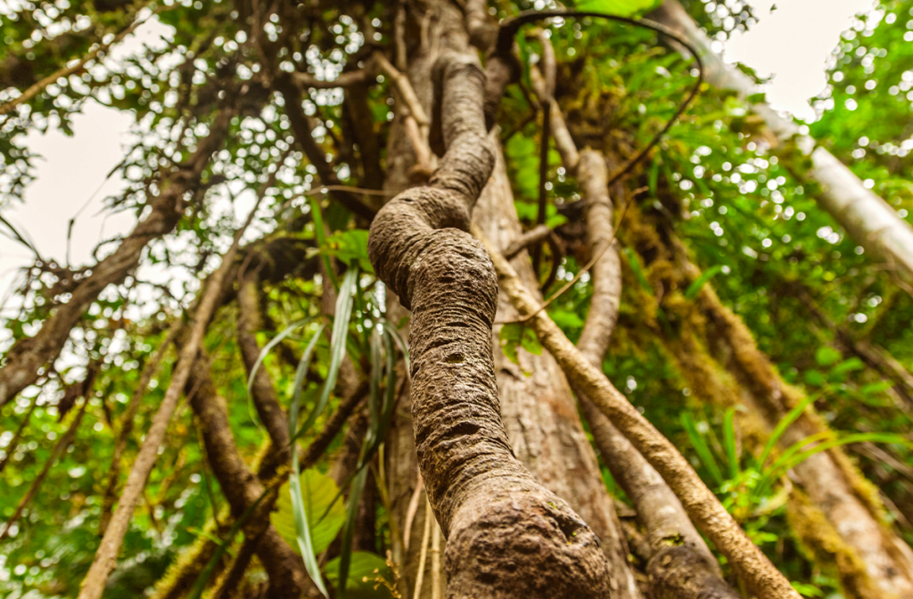 Ayahuasca vine in the Amazon rainforest