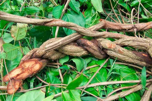 Liana de ayahuasca recién cosechada (Banisteriopsis caapi) con hojas