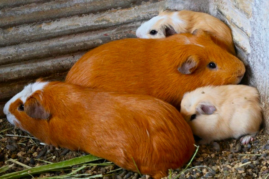 4 platos tradicionales de cuy que debes probar en Perú 1 Andean cuy, the guinea pig traditionally raised for food in Peru.