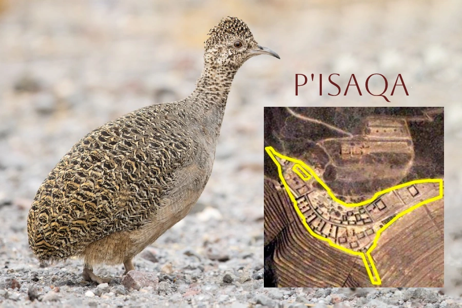 Pisac or Pisaq: Origin of the Name, History, and What to See in This Sacred Valley Town 2 Andean partridge bird known as p'isaqa in Quechua