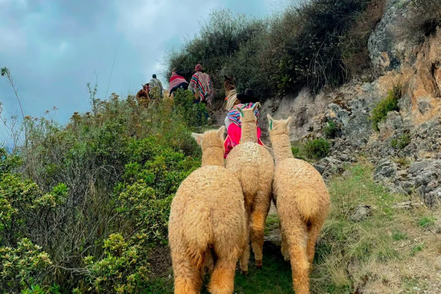 Llama Trekking en Perú: Camina con llamas y alpacas en el Valle Sagrado 3 Llamas walking along an Andean trail during a trekking experience in Peru