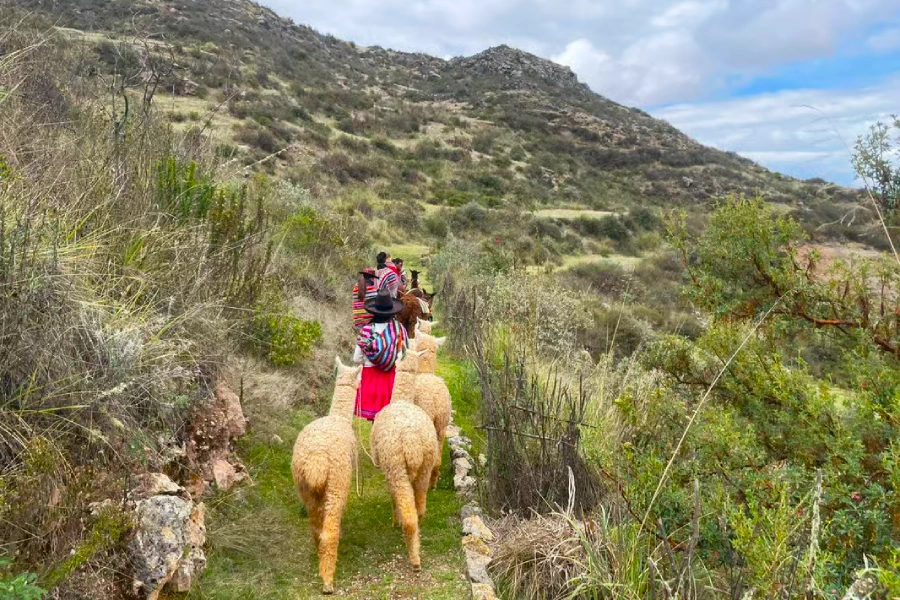 Llama Trekking en Perú: Camina con llamas y alpacas en el Valle Sagrado 2 Traveler walking with a llama on a trail in Machuqolqa in the Sacred Valley