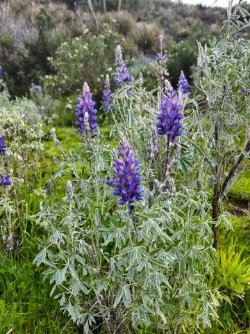 Waqrapukara: Guía Completa para visitar la Fortaleza Inca oculta de Cusco 5 Wildflowers blooming near Waqrapukara during the rainy season.
