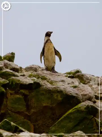 Paracas, Ballestas Islands, Huacachina & Nazca: The Perfect 2-Day Peru Itinerary 4 Humboldt penguin on the Ballestas Islands near Paracas, Peru