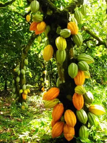 Secretos del Cacao en Cusco: Guía para Viajeros 1 Mazorcas de cacao creciendo en un árbol en Cusco