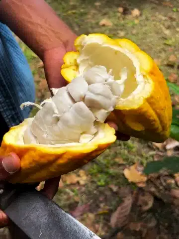Secretos del Cacao en Cusco: Guía para Viajeros 2 Cacao fresco abierto con granos en Cusco