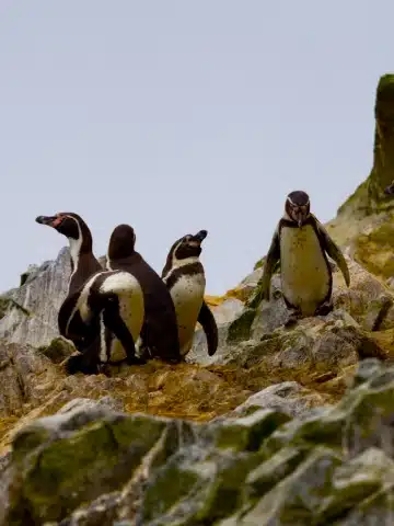 Huacachina Peru: Complete Travel Guide to the Desert Oasis 6 Penguins at the Ballestas Islands near Paracas