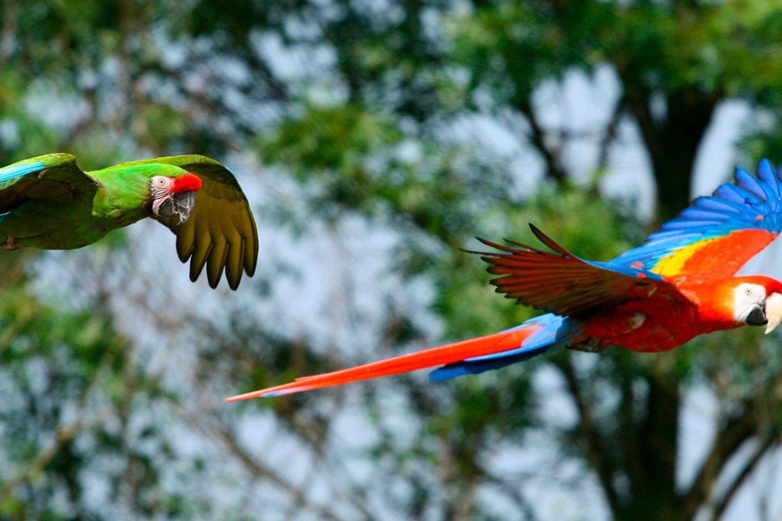 Manu National Park Tour